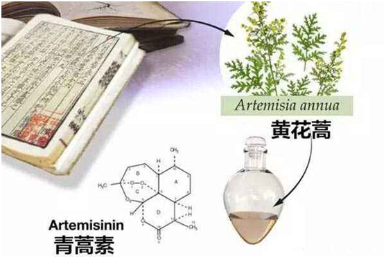 必赢体育,（中国）网站首页：向中医药看齐，与世界共享中医药文化(图1)